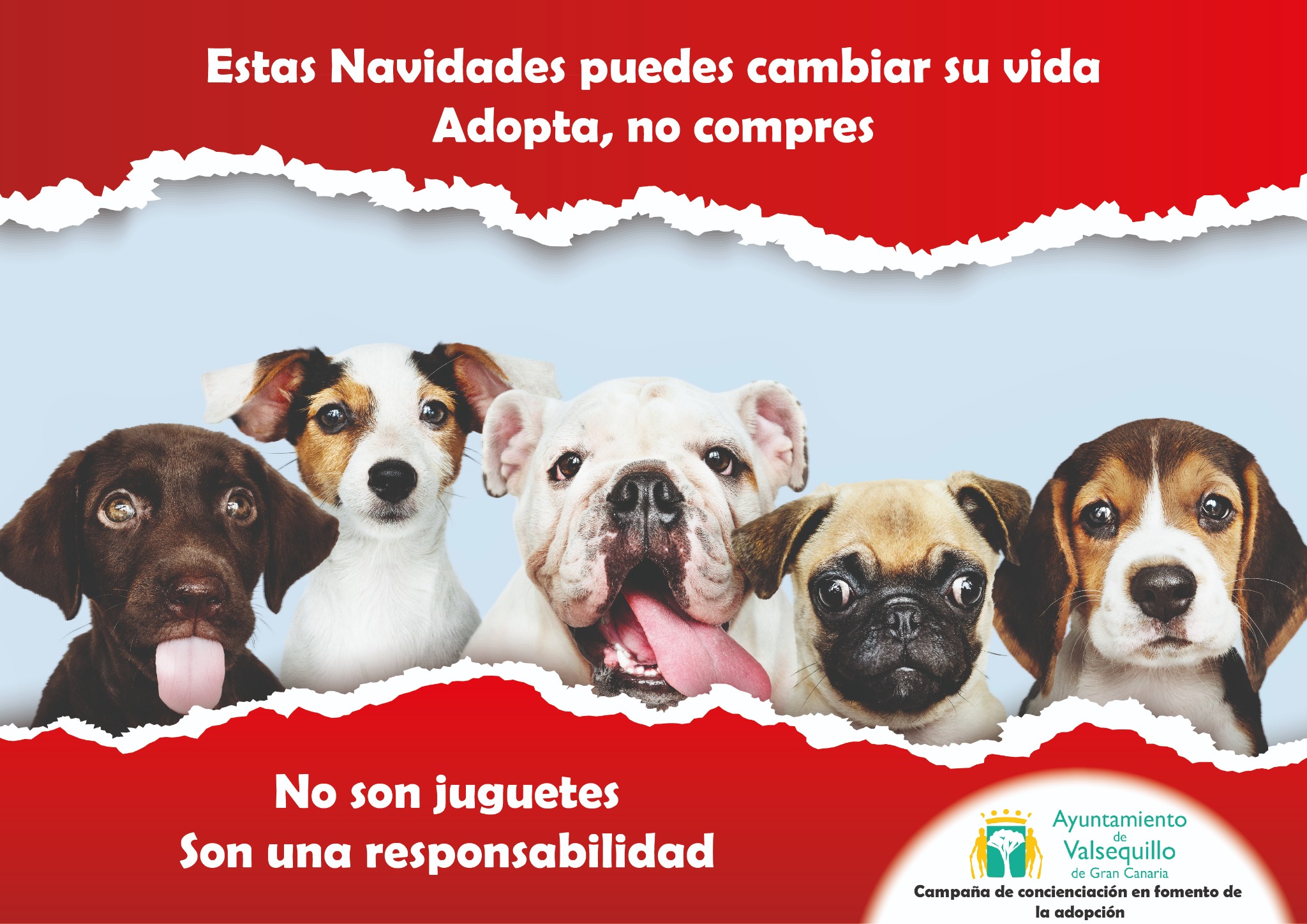 alondra Cubo pala Valsequillo promueve la adopción de mascotas estas Navidades - Ayuntamiento  de Valsequillo de Gran Canaria