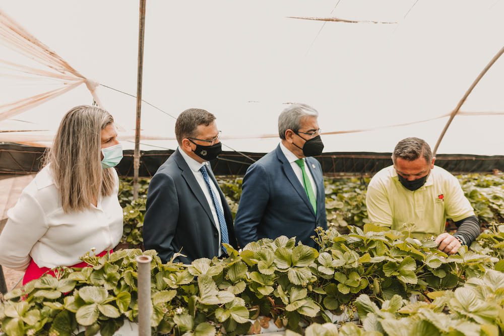 Concejala de Desarrollo Local, Alcalde y Consejero visitan una finca de fresas del municipio