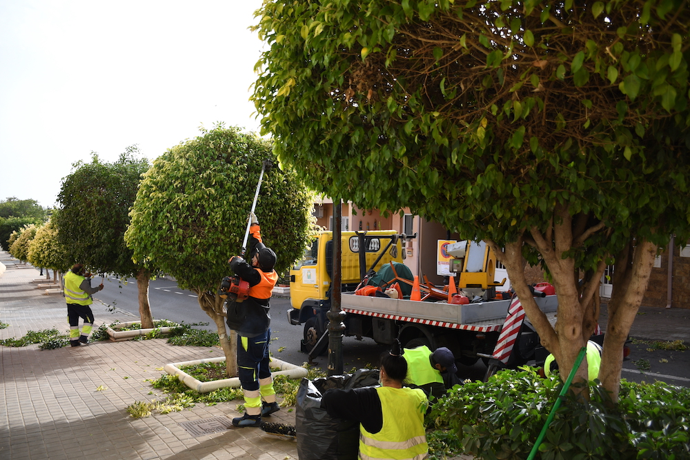 Operarios municipales podan árboles de la calle Isla de Fuerteventura