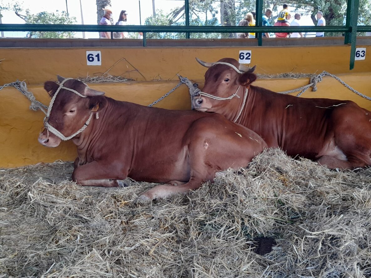 Dos vacas reposan en el suelo de una exposición ganadera