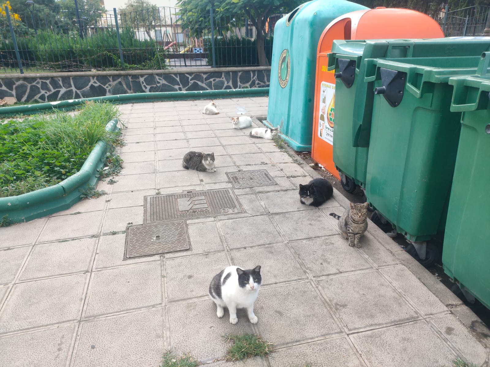 Gatos junto a contenedores de basura