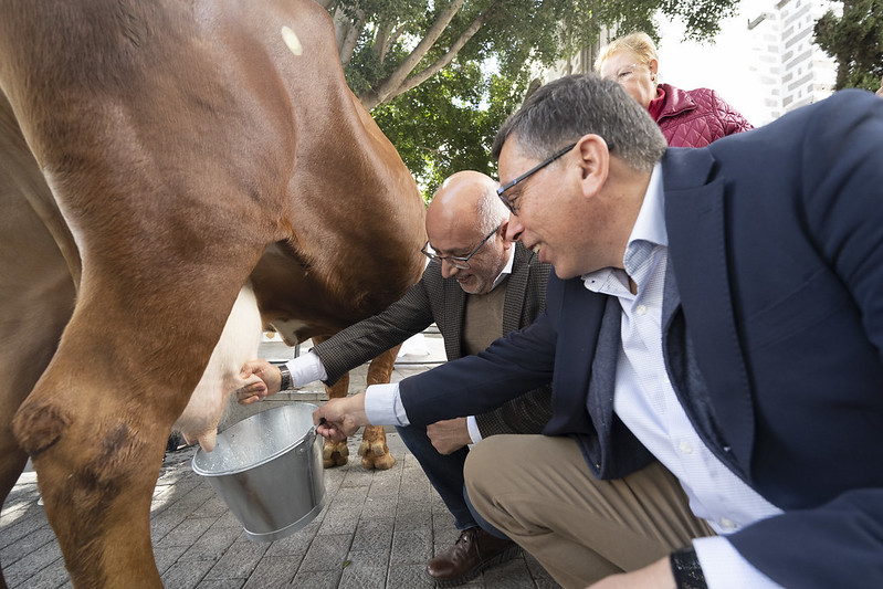 Alcalde y Presidente del Cabildo ordeñan a una vaca